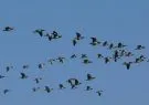 5fdae12e76052_Bird_Migration_at_Nepal