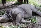A female rhino died in the Setidevi Community Forest on Saturday, July 23, 2016. Photo: Tilak Ram Rimal.