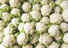 cauliflower-thumb_txsNOU7oxs
