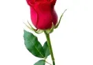 red-rose-flower-377859031-5j31v