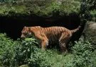tiger-zoo-71659086718